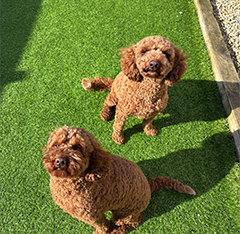 Rex & Zia
