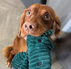 Roscoe